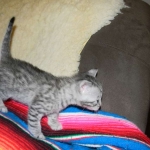 Savannah, silver spotted, F-6A, Male, DOB 10-15-15