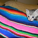 Savannah, silver spotted, F-6A, Male, DOB 10-15-15