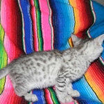 Savannah, silver spotted, F-6A, Male, DOB 10-15-15