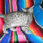 Savannah, silver spotted, F-6A, Male, DOB 10-15-15