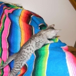 Savannah, silver spotted, F-6A, Male, DOB 10-15-15