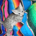 Savannah, silver spotted, F-6A, Male, DOB 10-15-15