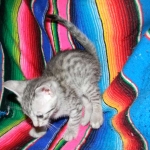 Savannah, silver spotted, F-6A, Male, DOB 10-15-15