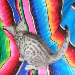 Savannah, silver spotted, F-6A, Male, DOB 10-15-15