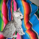 Savannah, silver spotted, F-6A, Male, DOB 10-15-15