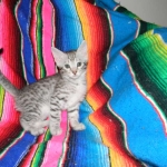 Savannah, silver spotted, F-6A, Male, DOB 10-15-15