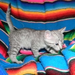 Savannah, silver spotted, F-6A, Male, DOB 10-15-15