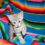 Savannah, silver spotted, F-6A, Male, DOB 10-15-15