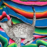 Savannah, silver spotted, F-6A, Male, DOB 10-15-15