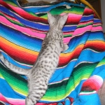 Savannah, silver spotted, F-6A, Male, DOB 10-15-15