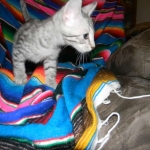 Savannah, silver spotted, F-6A, Male, DOB 10-15-15