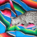 Savannah, silver spotted, F-6A, Male, DOB 10-15-15