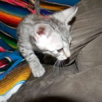 Savannah, silver spotted, F-6A, Male, DOB 10-15-15