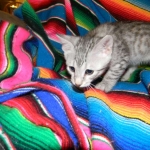 Savannah, silver spotted, F-6A, Male, DOB 10-15-15