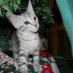 Savannah, silver spotted, F-6A, Male, DOB 10-15-15