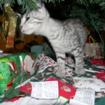 Savannah, silver spotted, F-6A, Male, DOB 10-15-15