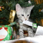 Savannah, silver spotted, F-6A, Male, DOB 10-15-15
