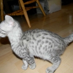 Savannah, silver spotted, F-6A, Male, DOB 10-15-15