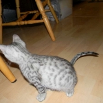 Savannah, silver spotted, F-6A, Male, DOB 10-15-15