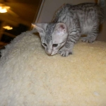 Savannah, silver spotted, F-6A, Male, DOB 10-15-15