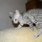 Savannah, silver spotted, F-6A, Male, DOB 10-15-15