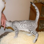 Savannah, silver spotted, F-6A, Male, DOB 10-15-15
