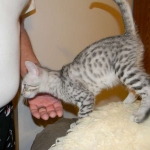 Savannah, silver spotted, F-6A, Male, DOB 10-15-15