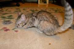 Kalua Savannah F-6B Bi-Color Female DOB 7-11-14