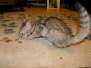 Kalua Savannah F-6B Bi-Color Female DOB 7-11-14