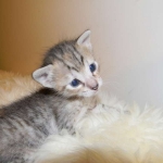 Savannah F-6B Bi color female DOB 7-11-14 006-800