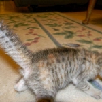 Savannah F-6B Bi color female DOB 7-11-14 013-800