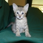 Savannah F-6B Bi color female DOB 7-11-14 027