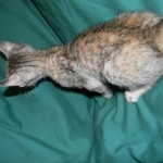 Savannah F-6B Bi color female DOB 7-11-14 028