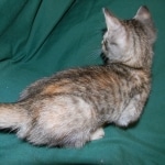 Savannah F-6B Bi color female DOB 7-11-14 030