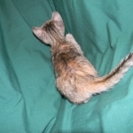 Savannah F-6B Bi color female DOB 7-11-14 031