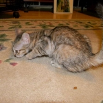 Savannah F-6B Bi color female DOB 7-11-14 040-800