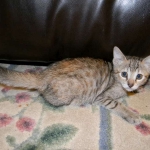 Savannah F-6B Bi color female DOB 7-11-14 042-800