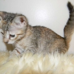 Savannah F-6B Bi color female DOB 7-11-14 043-800