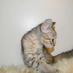 Savannah F-6B Bi color female DOB 7-11-14 045-800