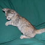 Savannah F-6B Bi color female DOB 7-11-14 062-800