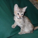 Savannah F-6B Bi color female DOB 7-11-14 063-800