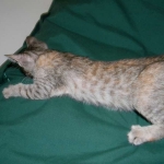 Savannah F-6B Bi color female DOB 7-11-14 064-800