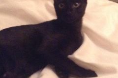 Jynx Savannah F-6B Black on Black female DOB 11-17-14