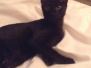 Jynx Savannah F-6B Black on Black female DOB 11-17-14
