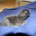 Savannah F-6B Black on Black female kitten for sale