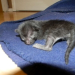 Savannah F-6B Black on Black female kitten for sale