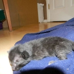 Savannah F-6B Black on Black female kitten for sale