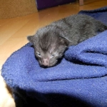 Savannah F-6B Black on Black female kitten for sale