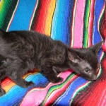 Savannah F-6B Black on Black female kitten for sale
