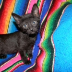 Savannah F-6B Black on Black female kitten for sale
